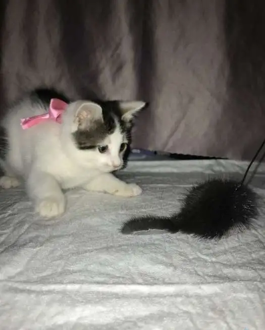 котёнок девочка, фотография 1