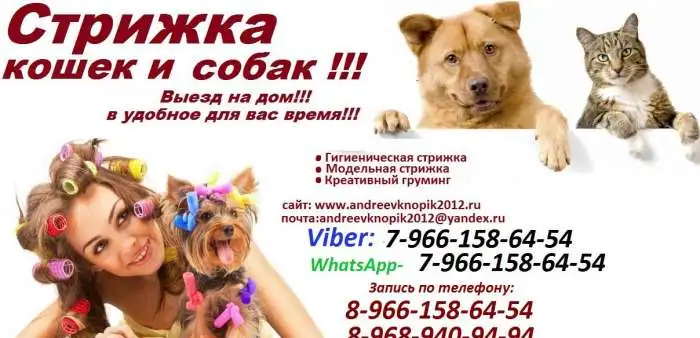 Стрижка кошек и собак выезд на дом Москва и Москвовская область, фотография 1