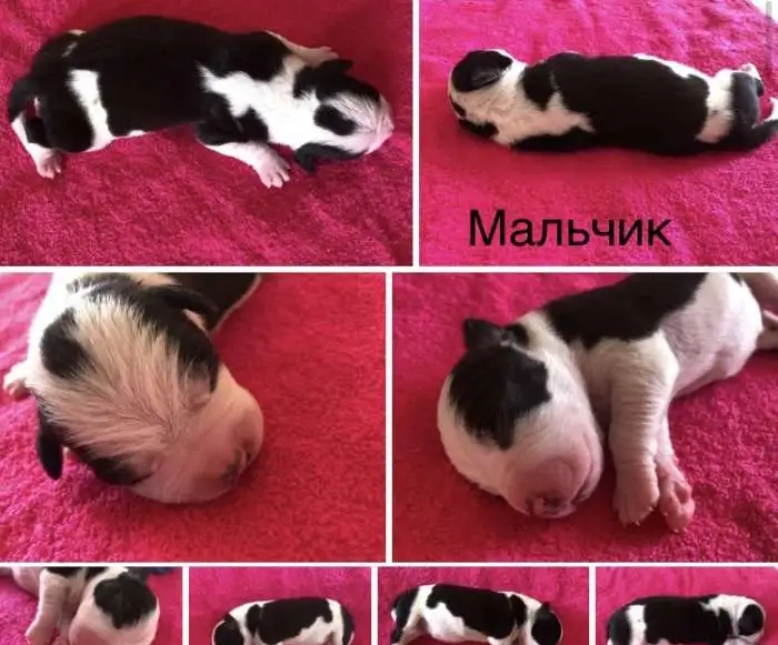 Очаровательные щенки Американского Стаффордширского Терьера, фотография 3