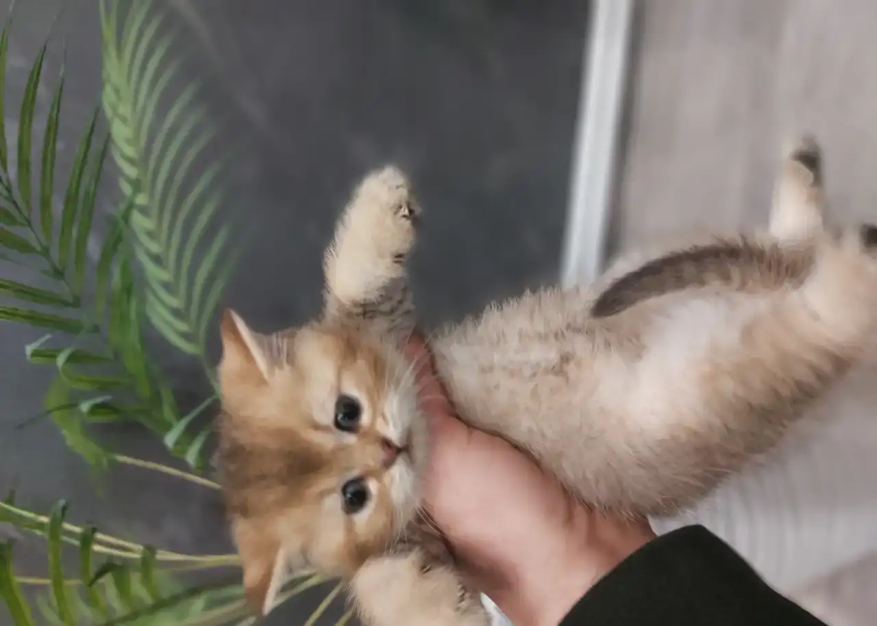 Клубные котята золотой шиншиллы, фотография 6