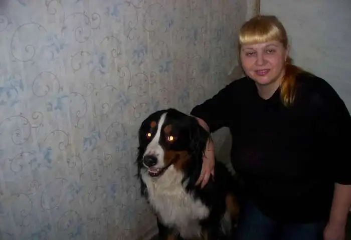 Алабай - кобели для вязок. Инструктор по вязкам . Осеменение. Роды.С-П и Лен. обл., фотография 4