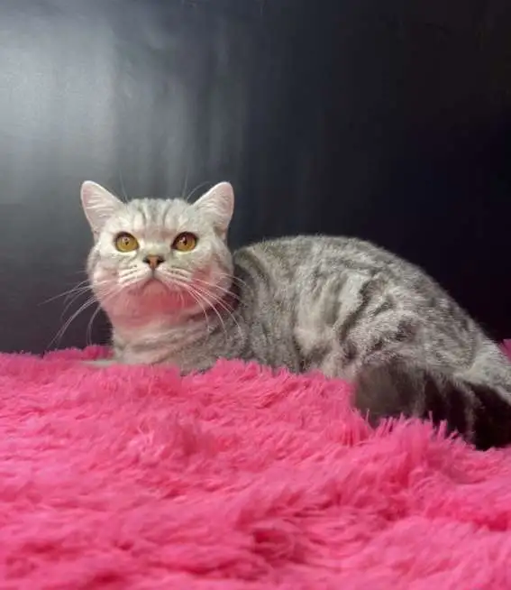 Британские котята, фотография 14