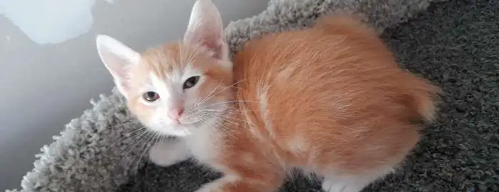 Котята курильского бобтейла, фотография 2
