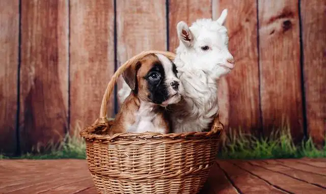 Немецкого боксера щенки., фотография 5