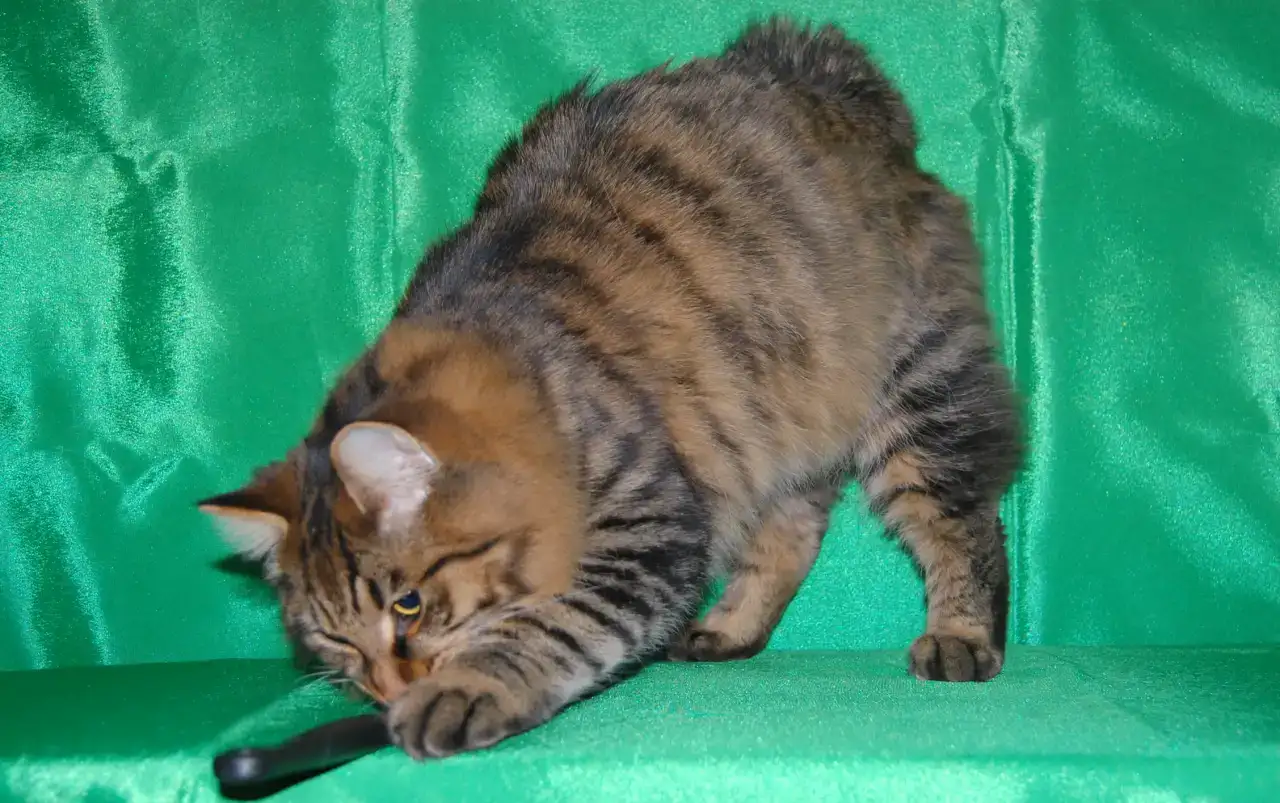 Котик курбоб, фотография 3