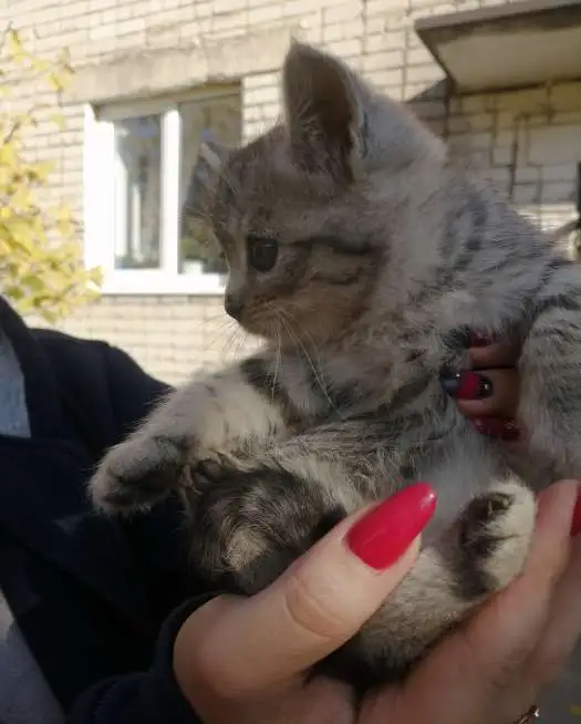 Котята бесплатно, фотография 6