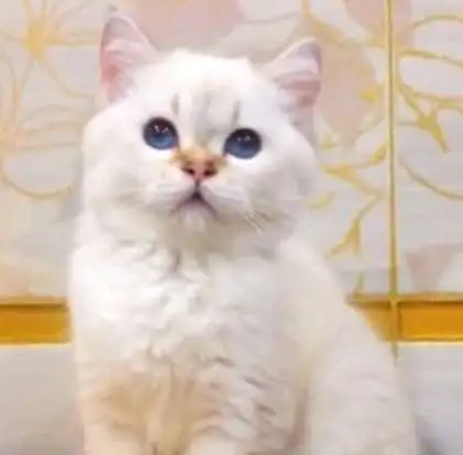 котенок  Кошечка GIDGET, фотография 1
