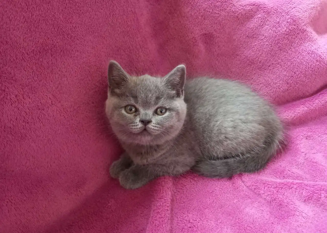 Шотландские котята, фотография 1