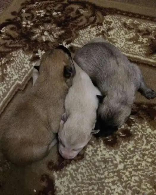 продаются щенки, фотография 3