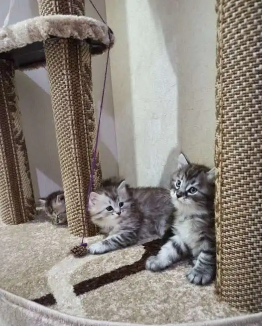 Продам котят, фотография 7