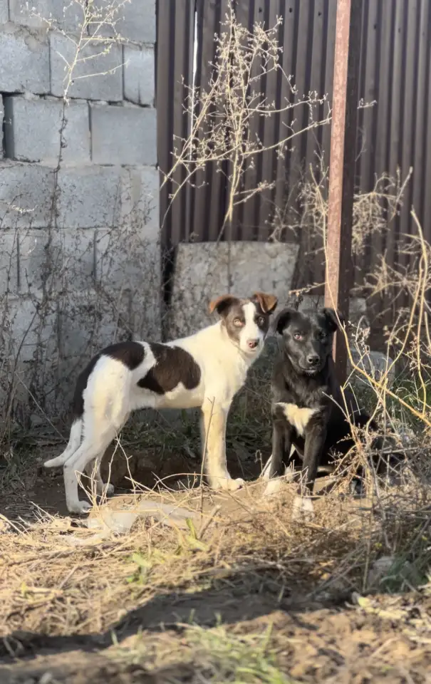 3 щенка ищут СРОЧНО дом, фотография 4