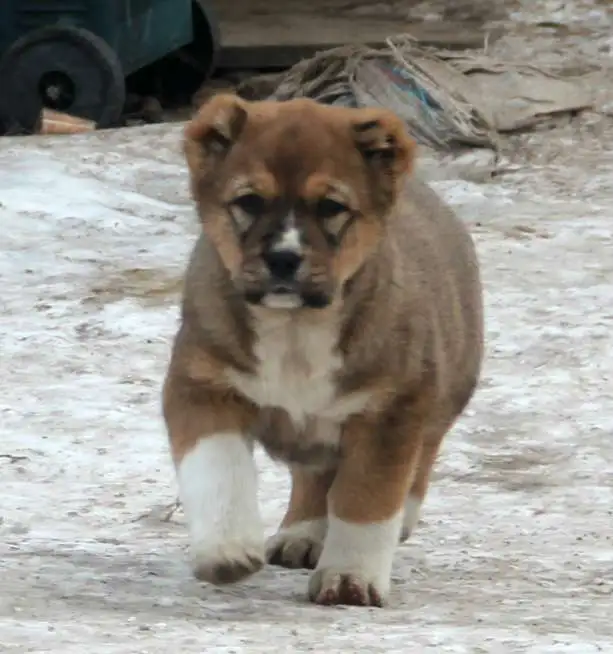 Продам щенков САО, фотография 7