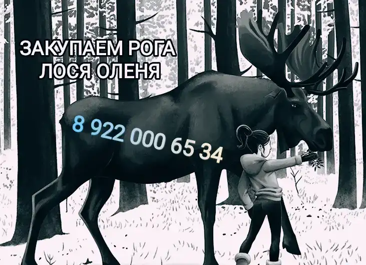Закупаем рога лося оленя, фотография 1