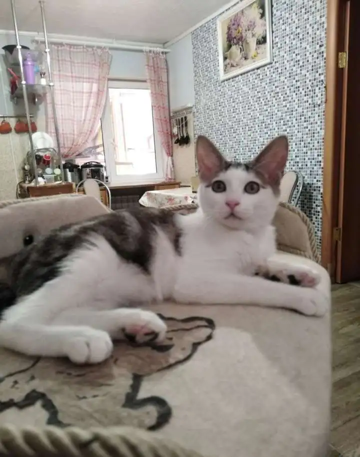 Котёнок Курильского бобтейла, фотография 1
