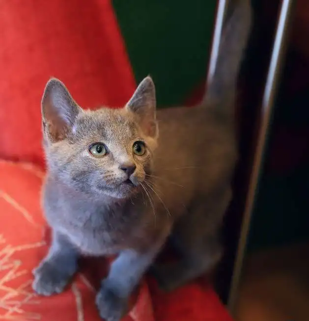Продам котят русской голубой кошки, фотография 7