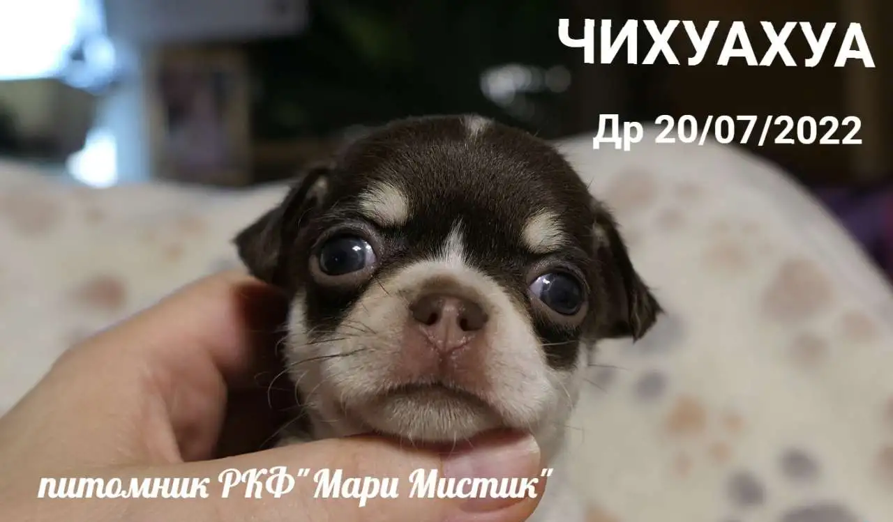 Щенки чихуахуа разного возраста, пола и окраса, фотография 1