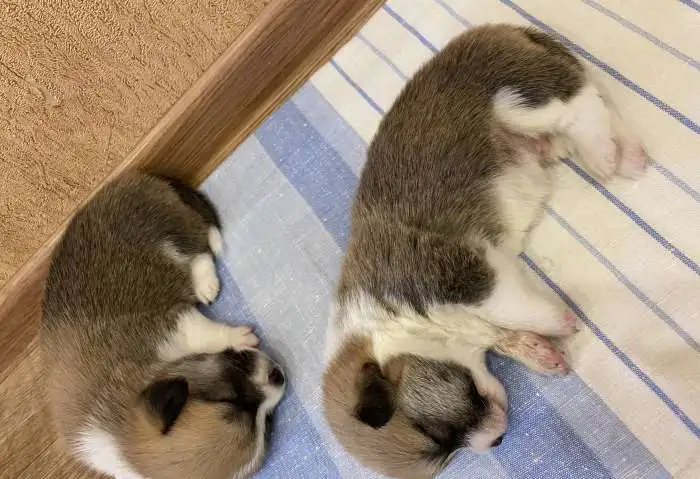 Щенки Вельш Корги Пемброк, фотография 5