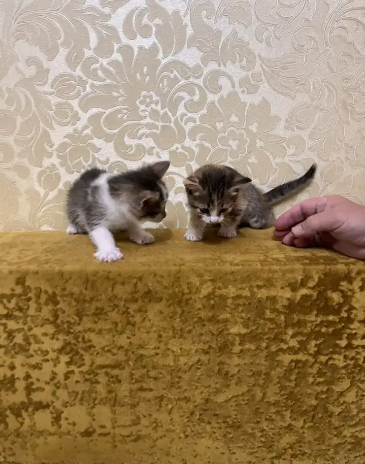 Отдам умных, красивых котят в добрые руки бесплатно, фотография 2