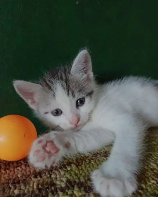 Котята в добрые руки, фотография 3