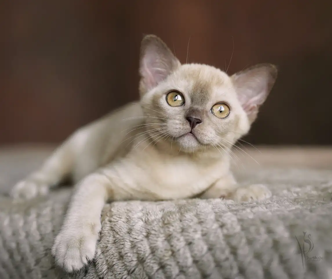 Европейская Бурма котята шоколадная Девочка, фотография 3