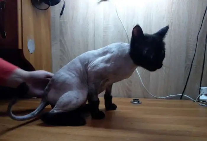 Стрижка кошек с выездом на дом, фотография 3
