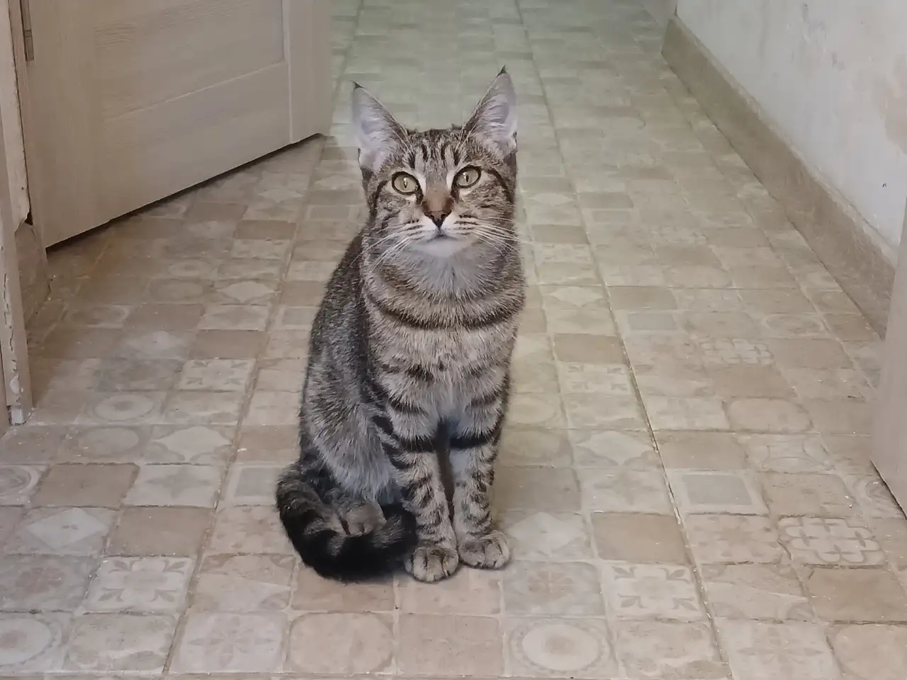 Котенок с кисточками на эльфийских ушках, фотография 4