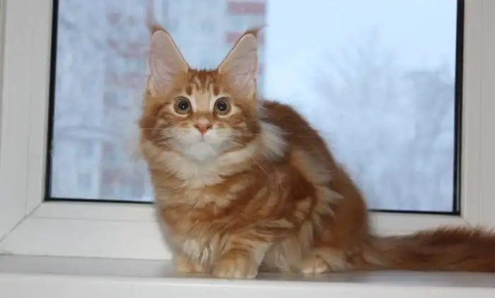 крупные котята - Мейн кунята, фотография 3