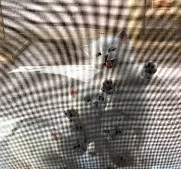 Британские котята, фотография 4