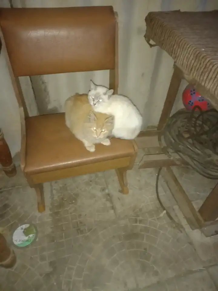 Отдам в добрые руки котят. Котята уличные, фотография 5