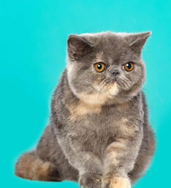 продажа котят, фотография 1