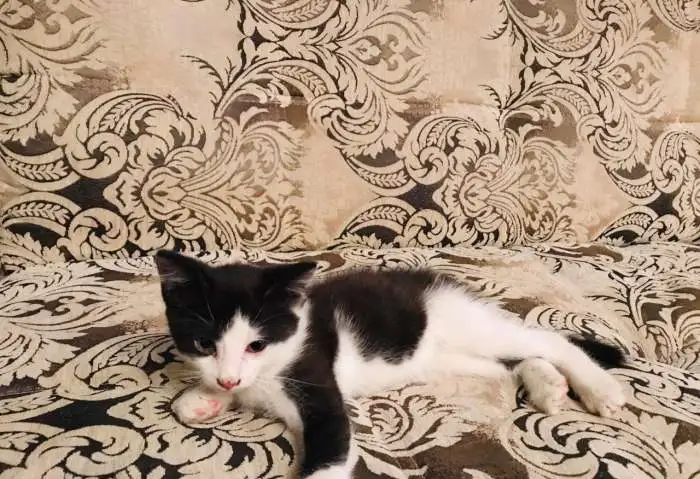 Котенок, фотография 3