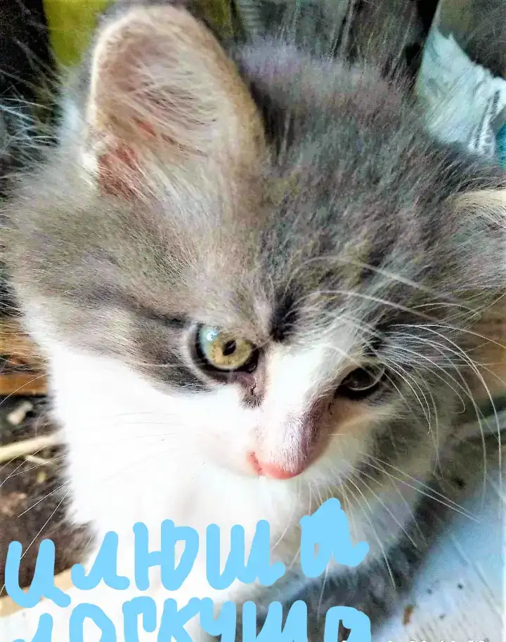 СИБИРСКИЕ ЧУДЕСНЫЕ КОТЯТА, фотография 7