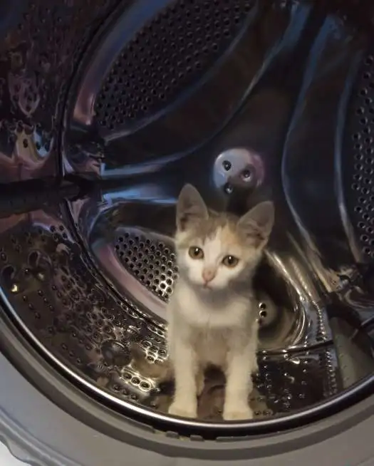 Отдаю котят, фотография 4
