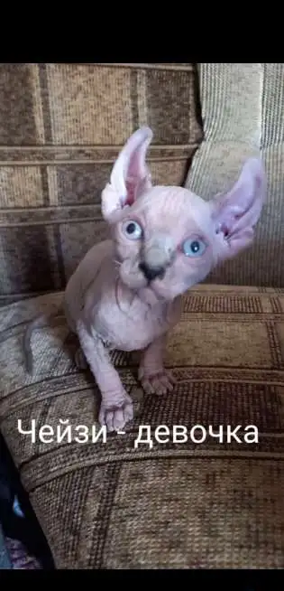 Котята породы бамбино, эльф, двэльф, сфинкс, фотография 4