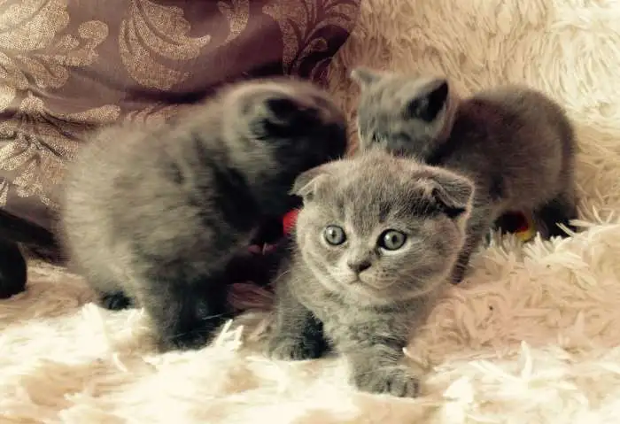 Шотландские котята, фотография 3