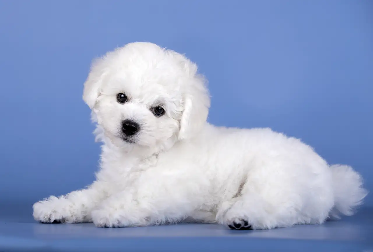 Щенок бишон Фризе мальчик SNOW WHITE LAMB, фотография 3