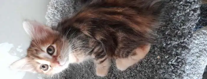 Котята курильского бобтейла, фотография 6