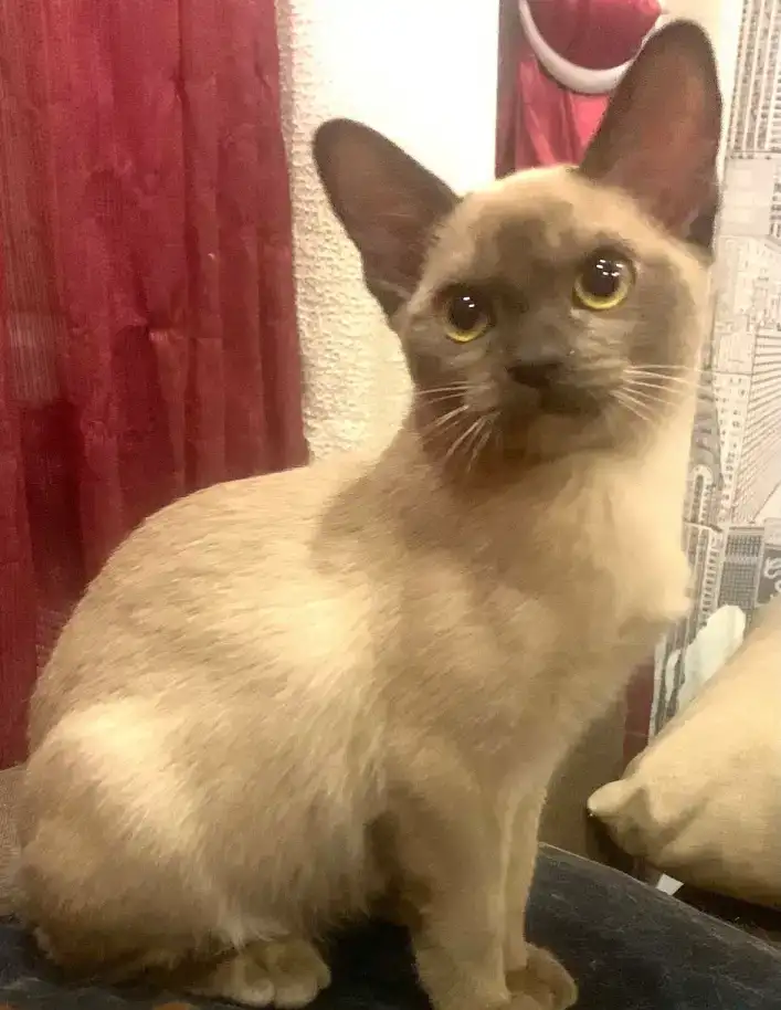 Бурманский котенок, фотография 1