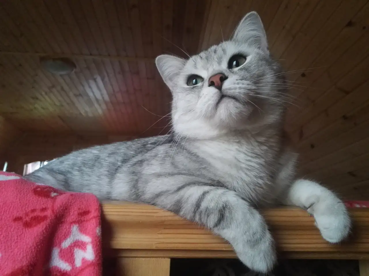 кот британский на вязку, фотография 2