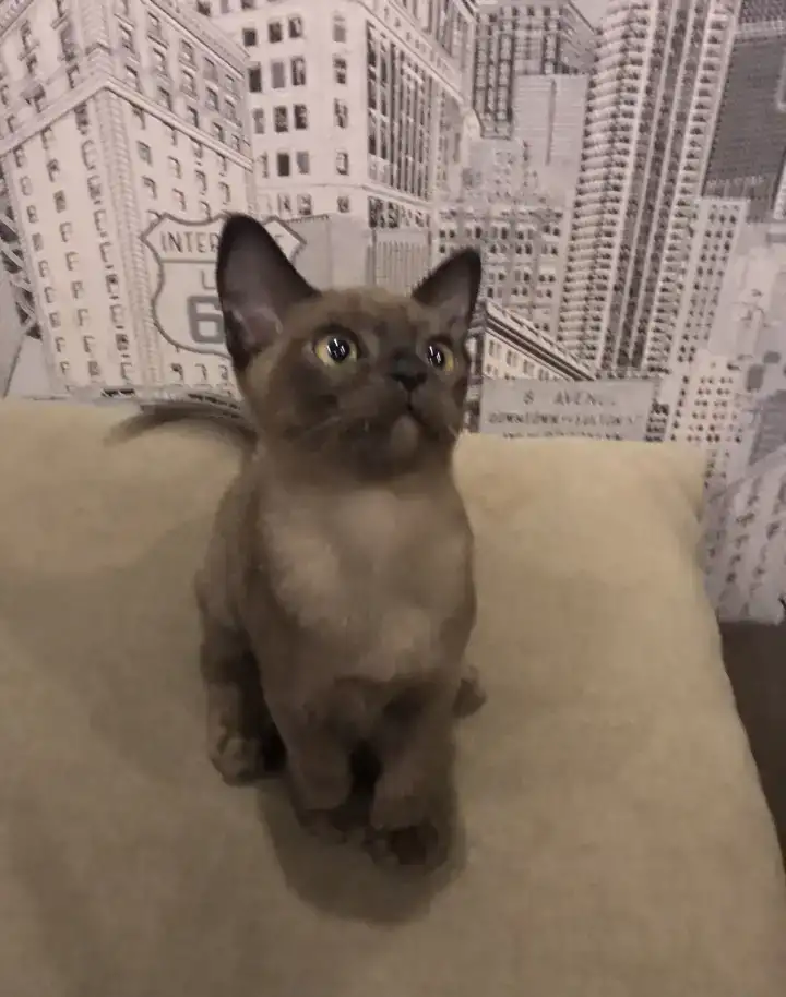 Котята Европейской бурмы, фотография 2