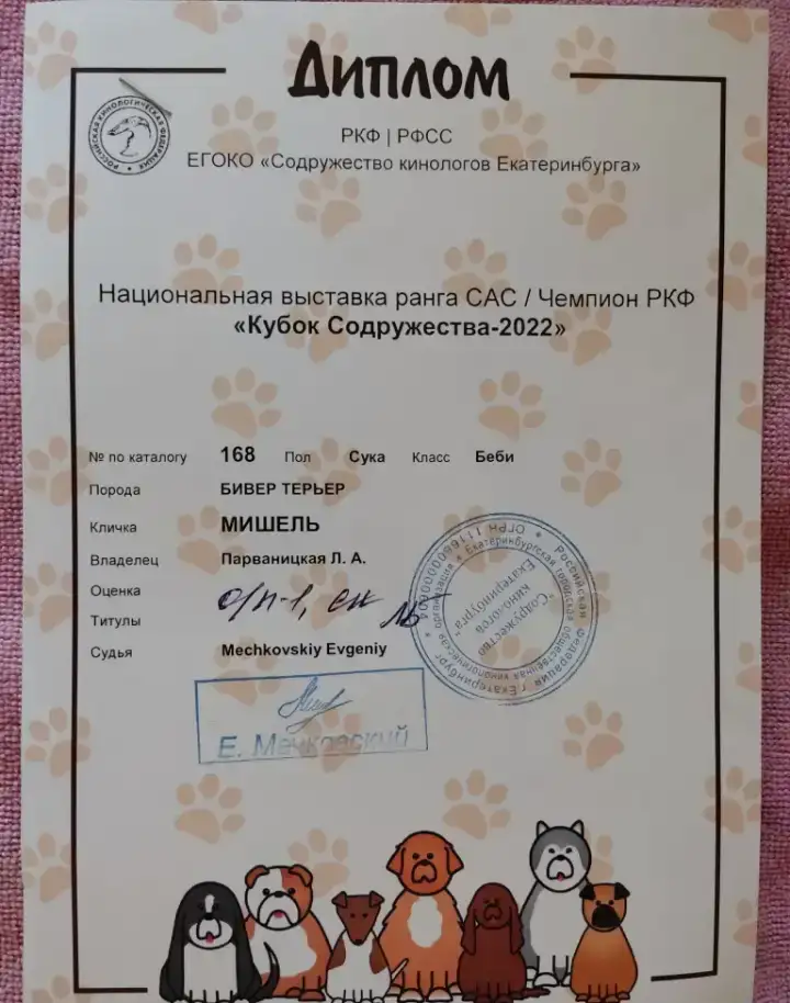 Предлагаются к продаже щенки бивера, фотография 2