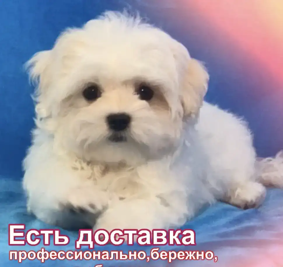 100% породистые, статусные щенки мальтезе из клуба Аэлит., фотография 10