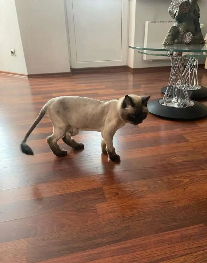 Стрижка кошек, фотография 1