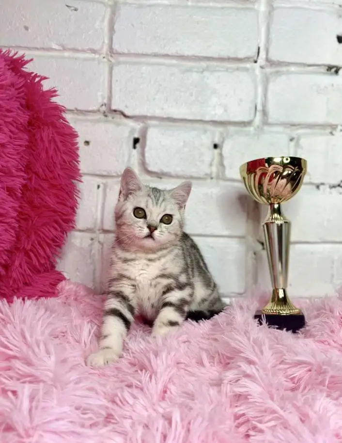Британские котята, фотография 1