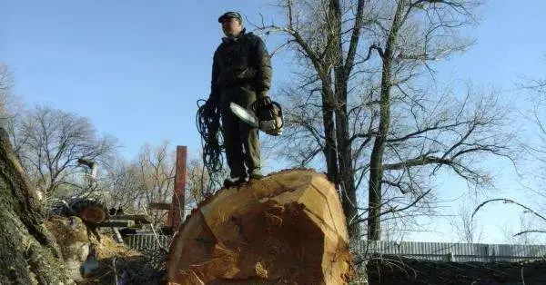 Расчистка дач, Спил деревьев, фотография 10