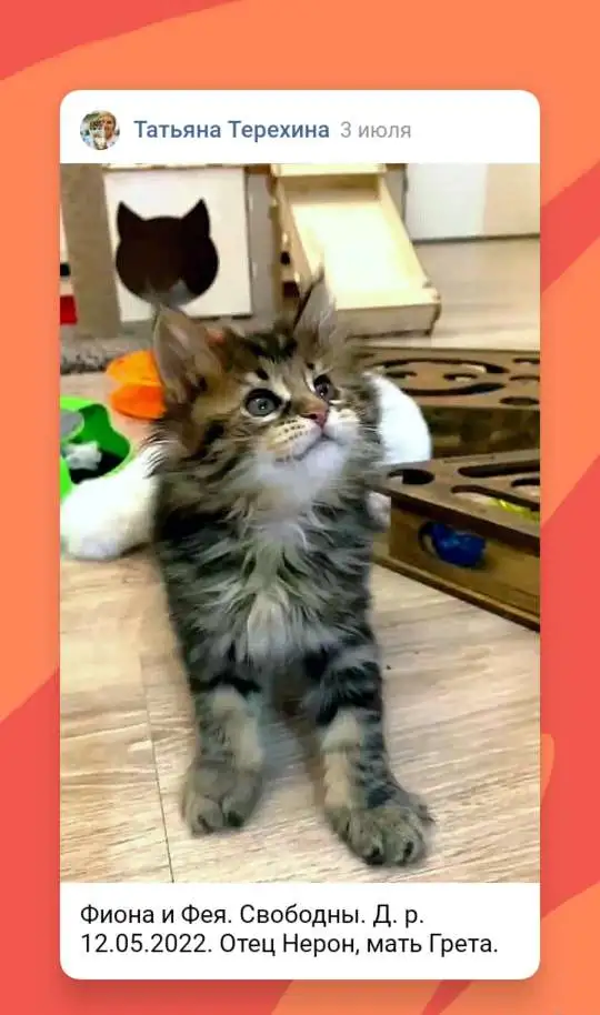 Продажа котят, фотография 7