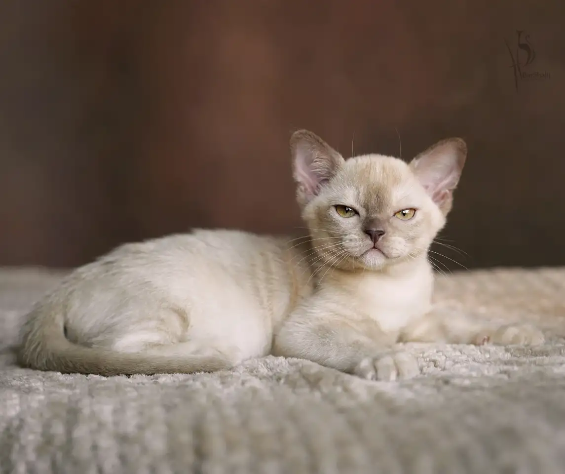 Европейская Бурма котята шоколадная Девочка, фотография 5