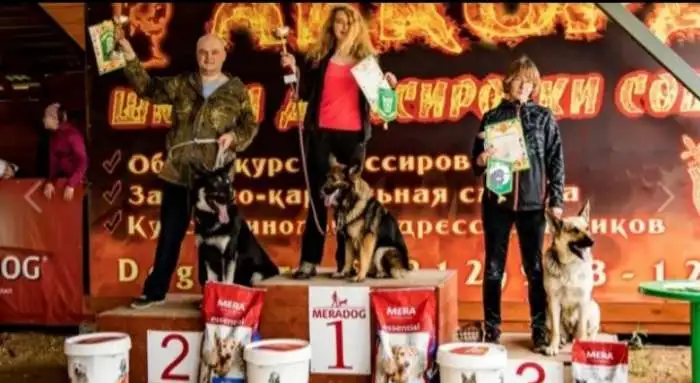 Щегки ВЕО (восточноевропейской овчарки), фотография 12