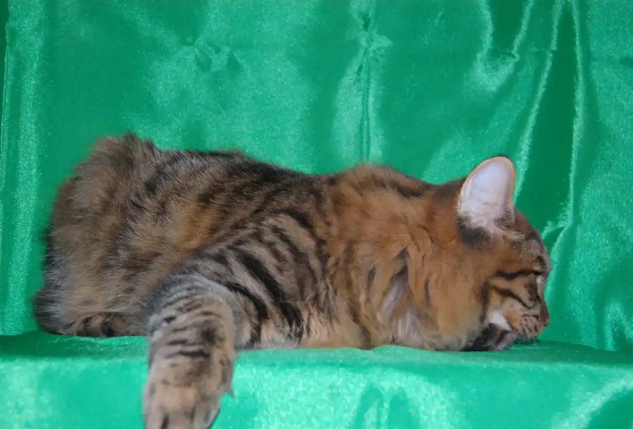 Котик курбоб, фотография 4