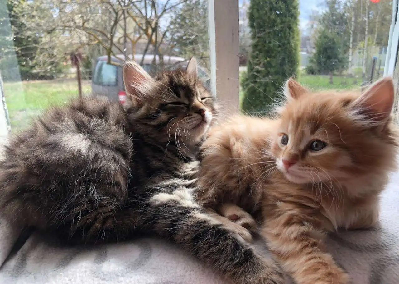 Котята Курильский бобтейл, фотография 3